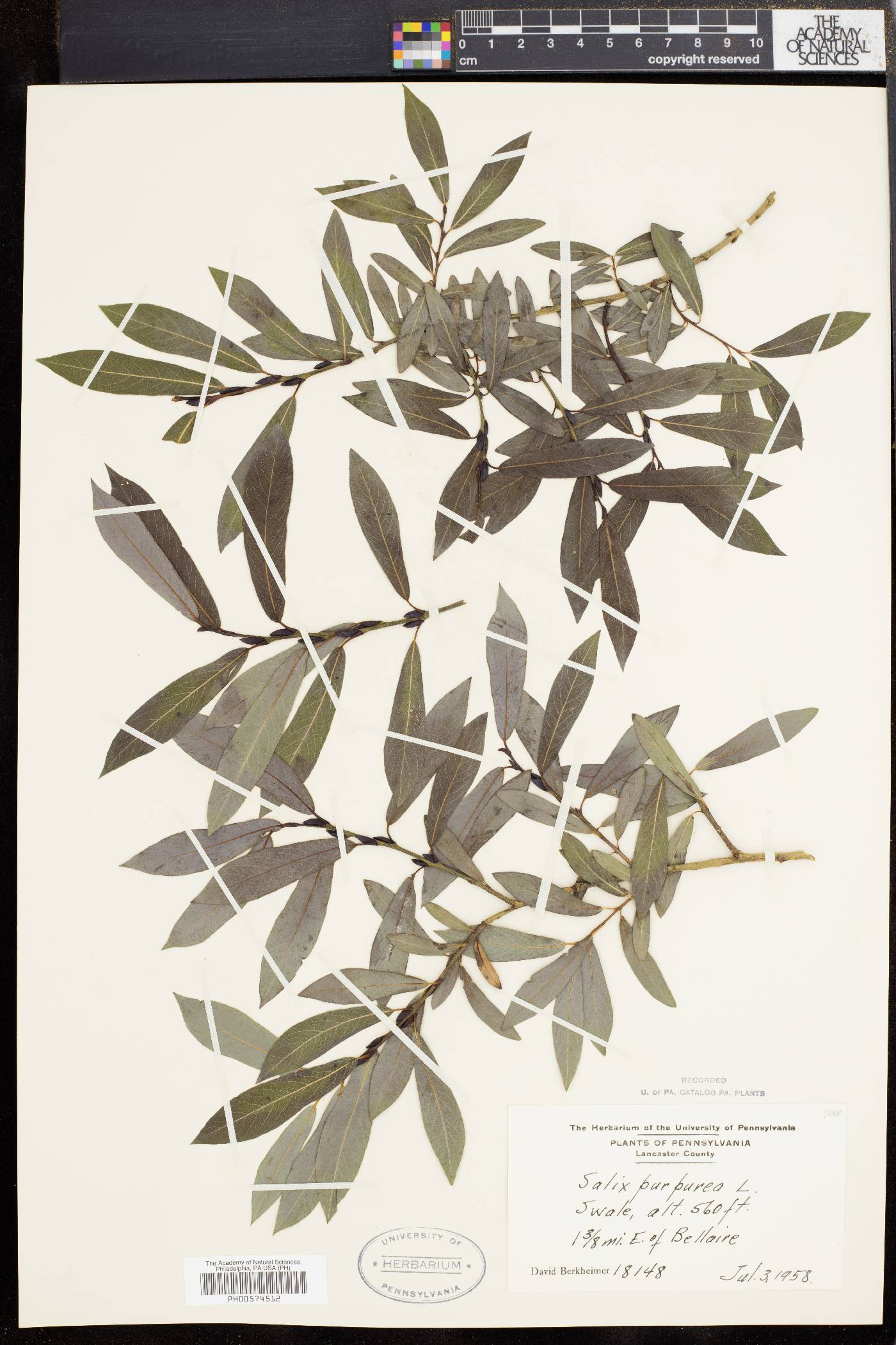 Salix purpurea image