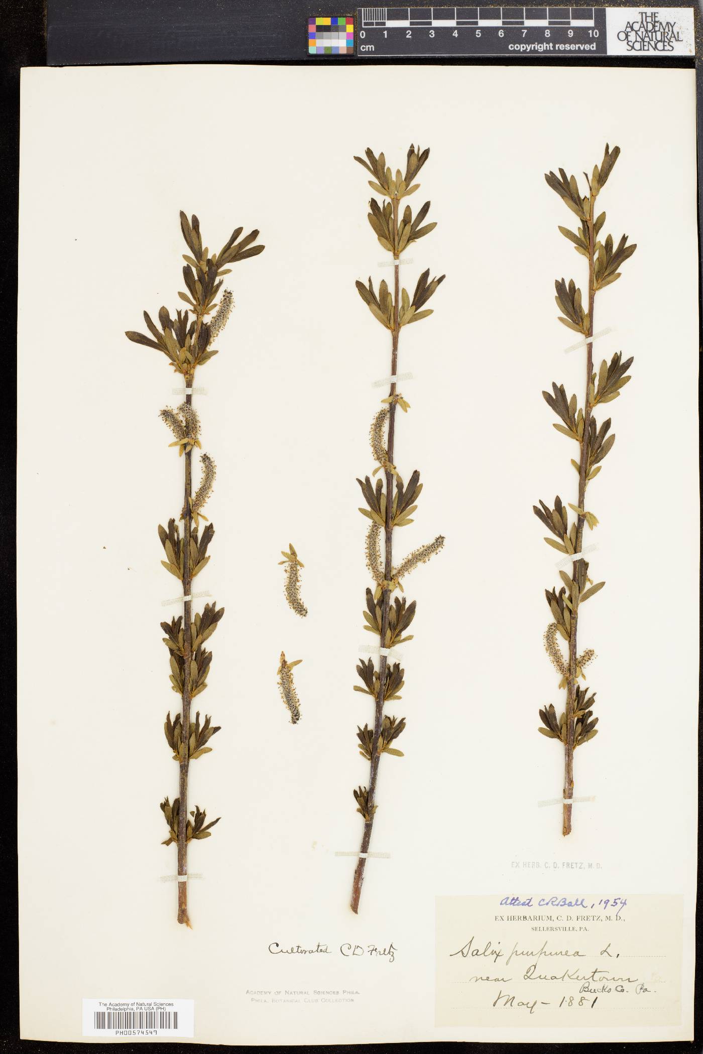 Salix purpurea image