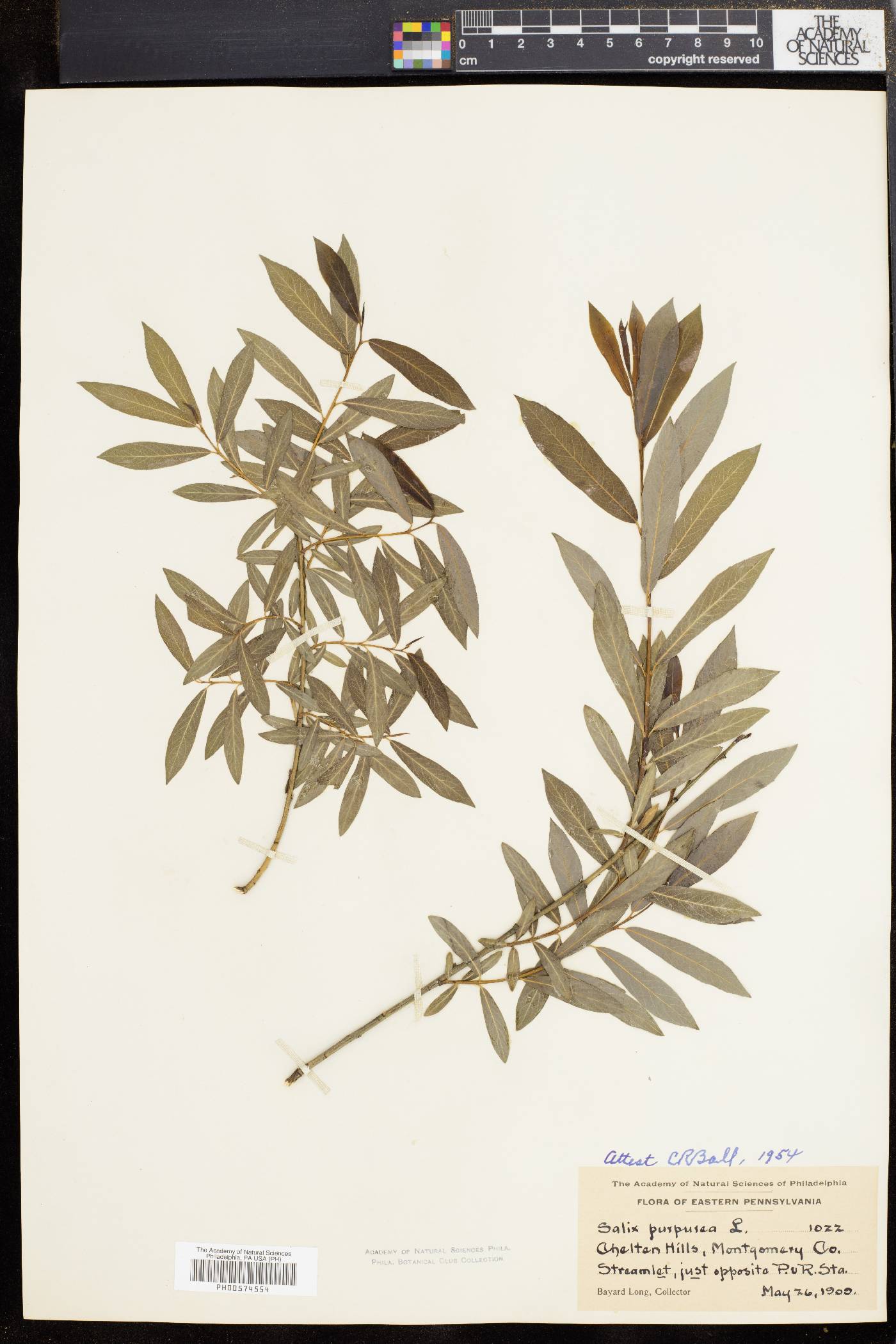 Salix purpurea image