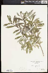 Salix purpurea image