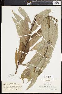 Salix rigida image