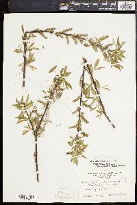 Salix rigida image