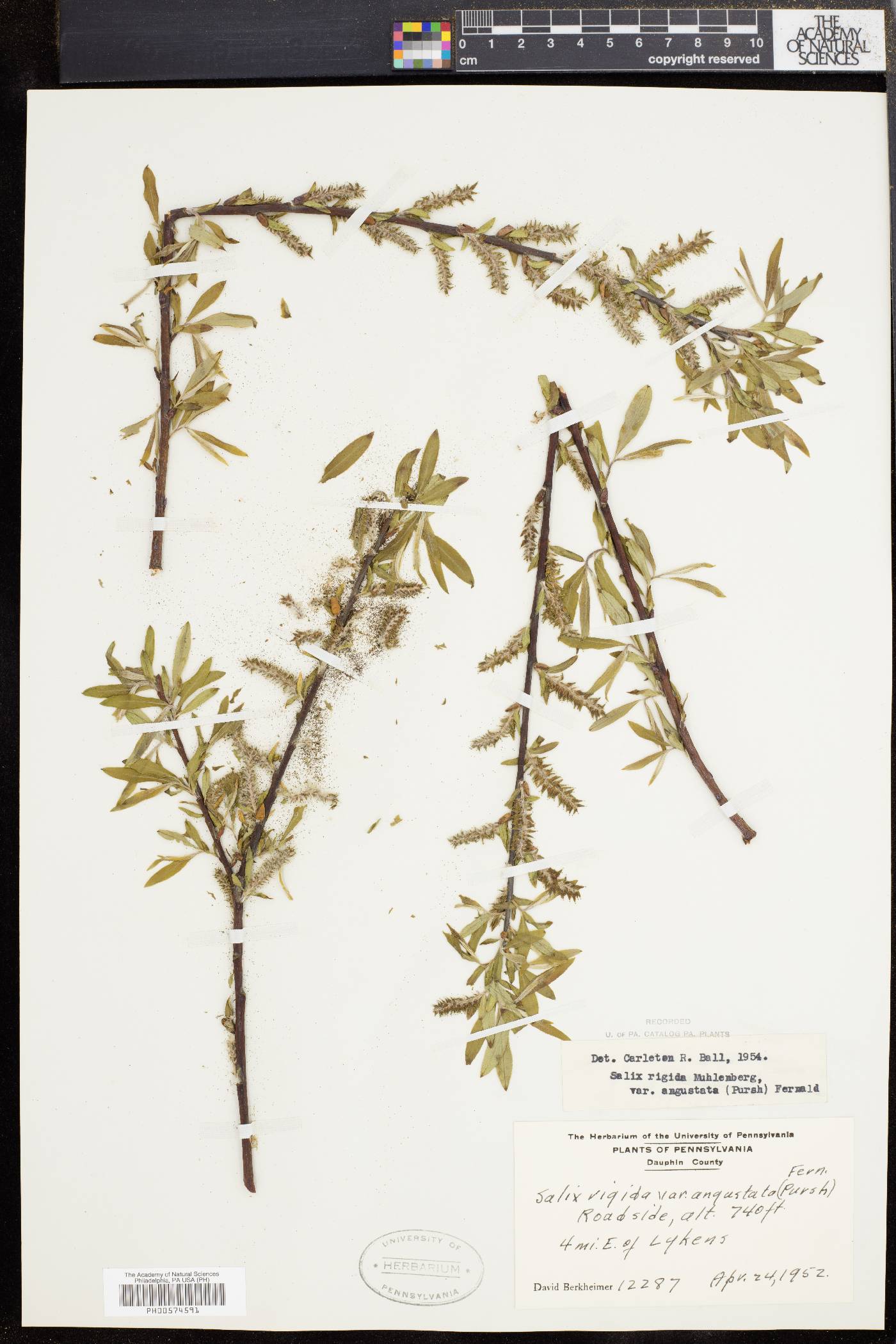 Salix rigida var. angustata image