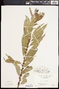 Salix rigida image