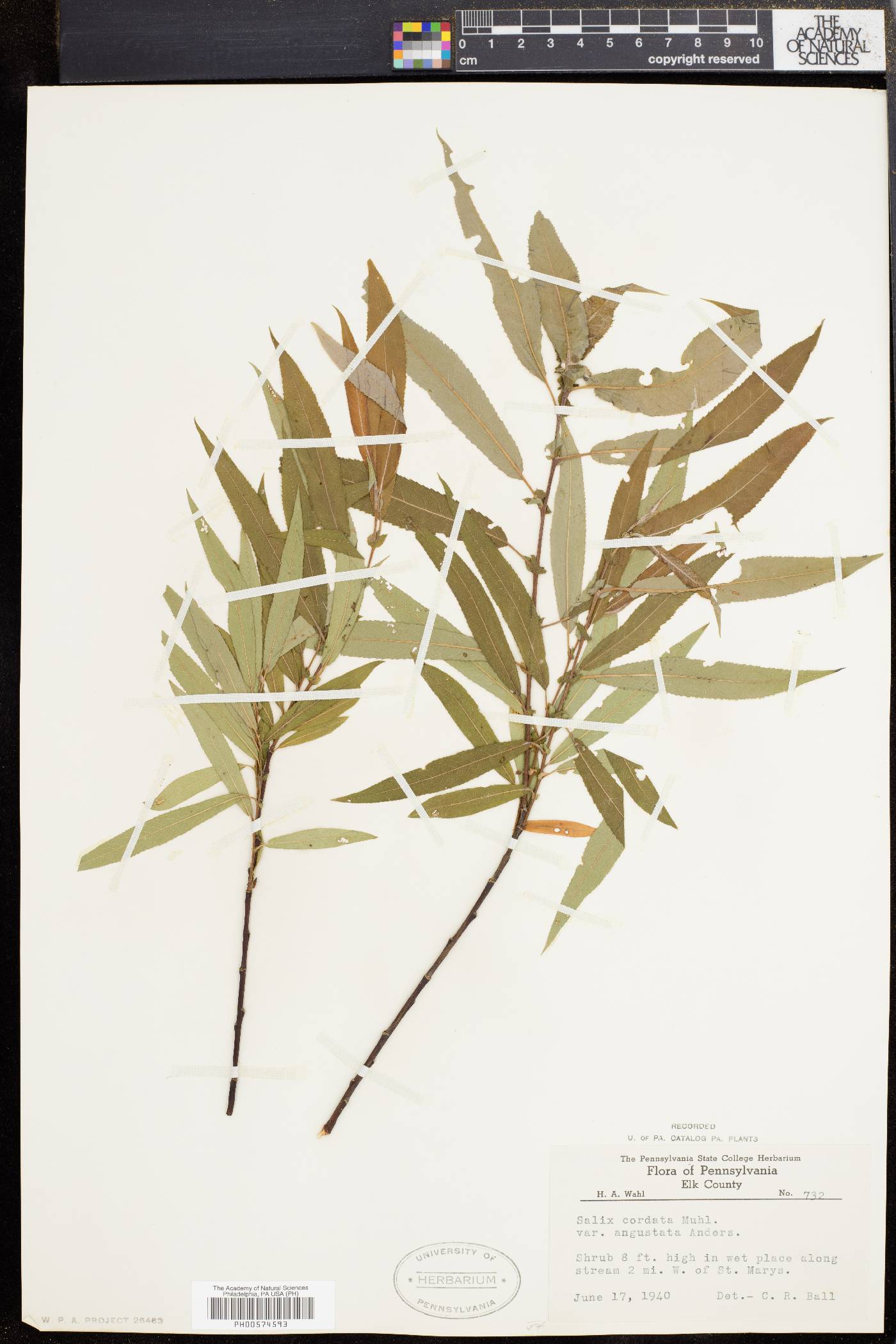 Salix rigida var. angustata image