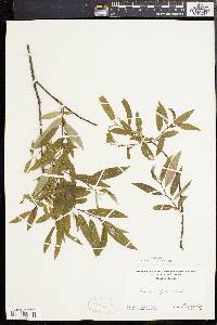 Salix rigida var. angustata image