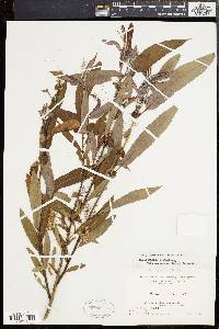 Salix rigida var. angustata image