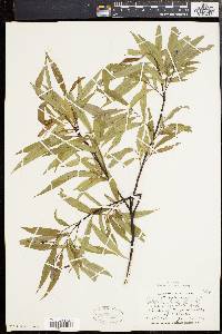 Salix rigida var. angustata image