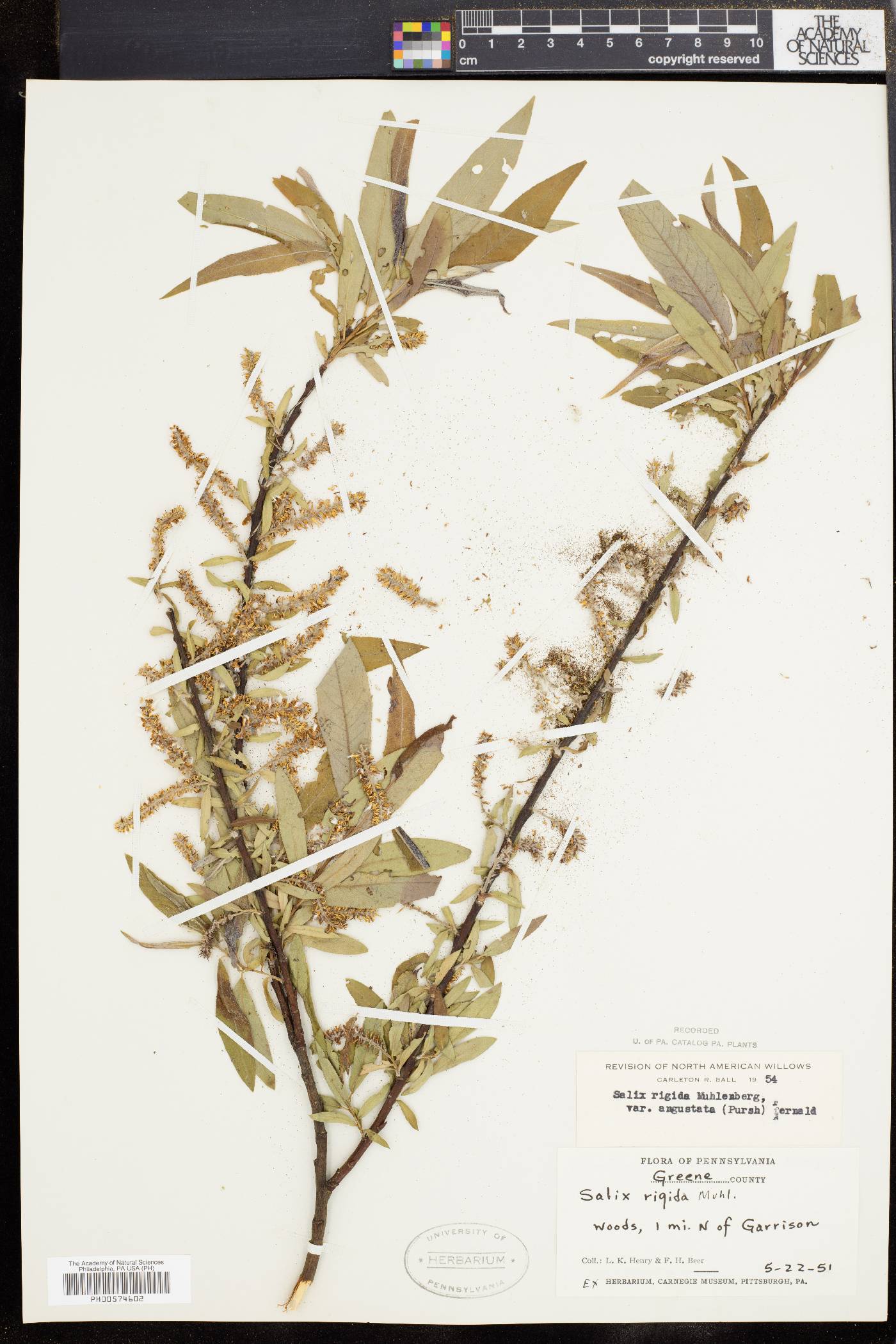 Salix rigida var. angustata image