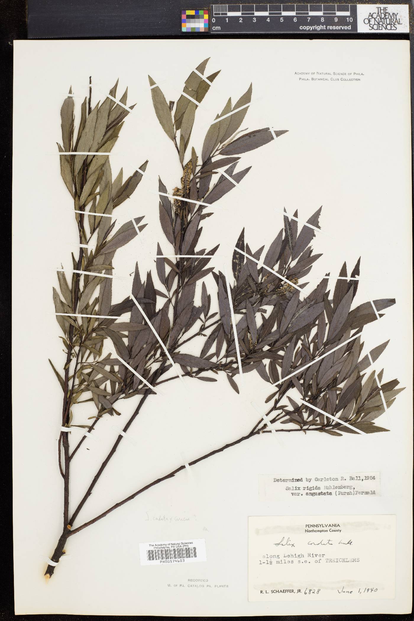 Salix rigida var. angustata image