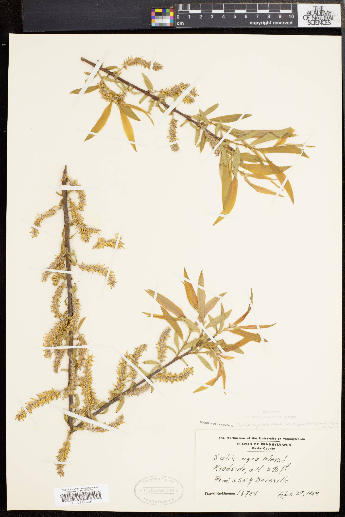 Salix rigida var. angustata image