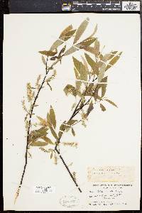 Salix rigida image