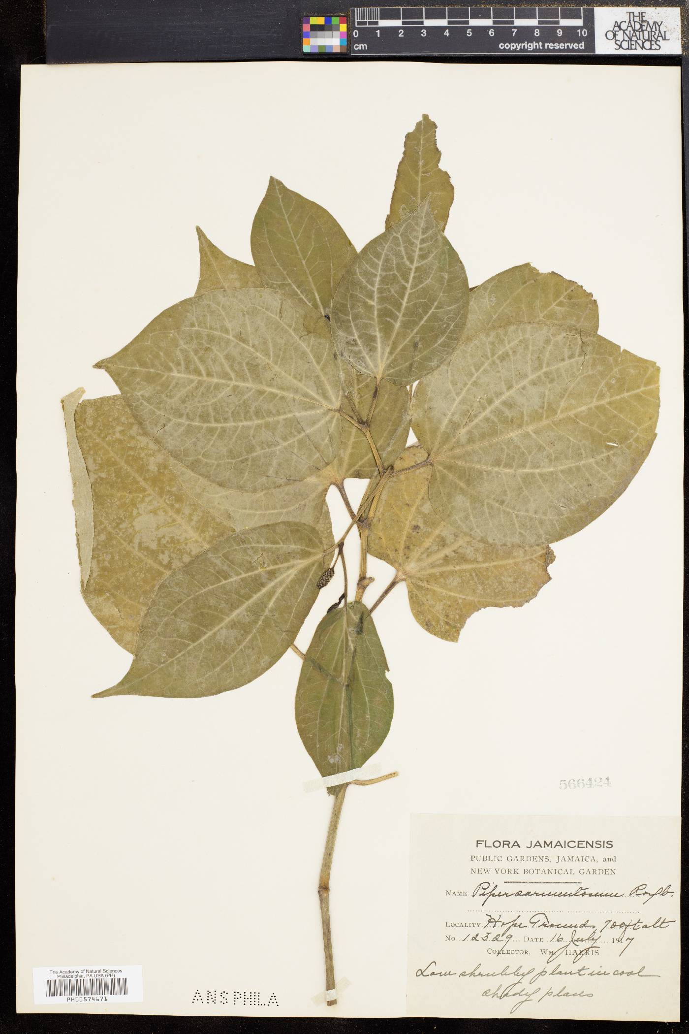 Piper arcuatum image