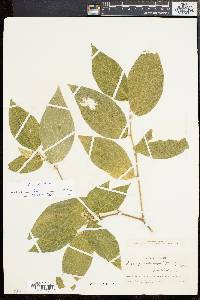 Piper pseudoasperifolium image