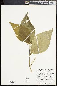Piper pseudofuligineum image