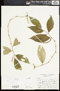 Piper pseudofuligineum image