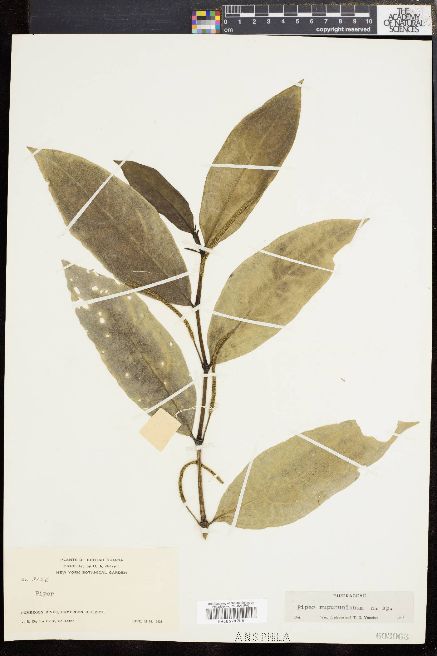 Piper rupununianum image