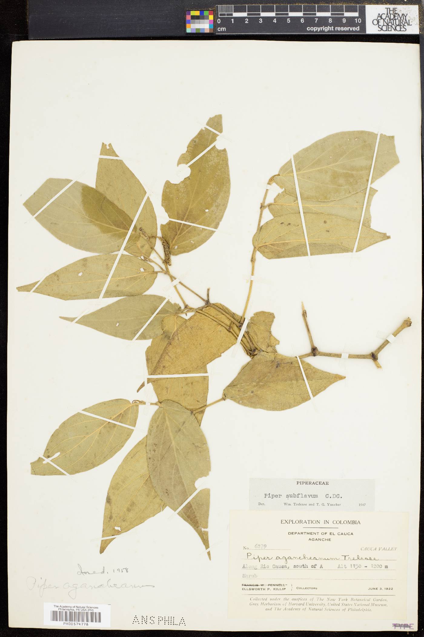 Piper subflavum image