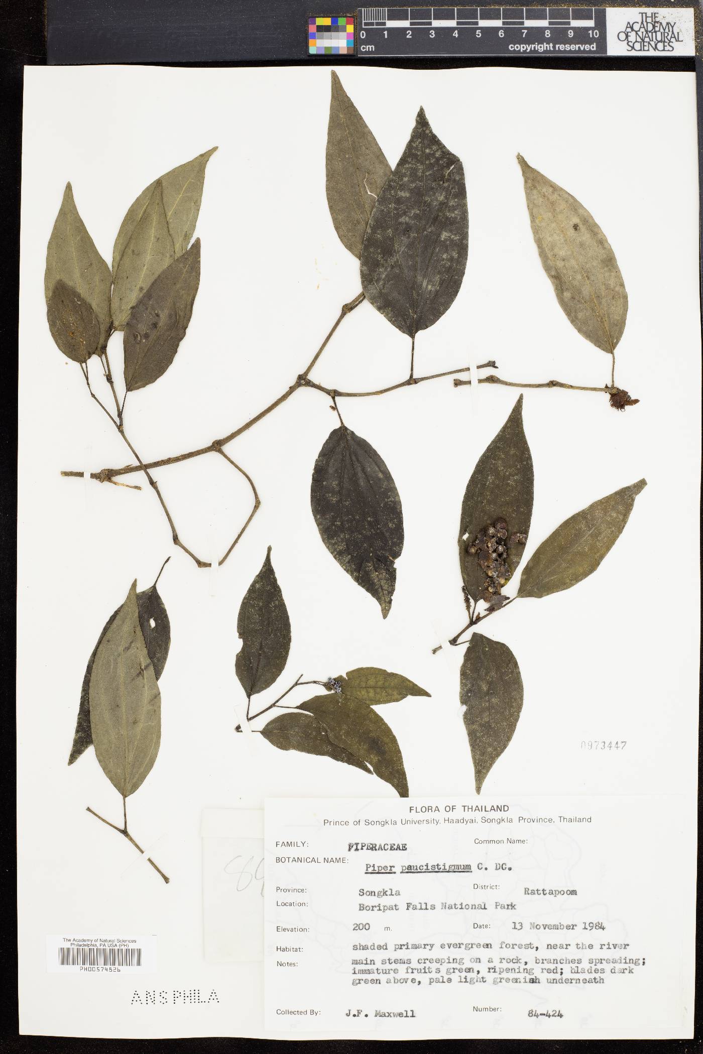 Piper paucistigmum image