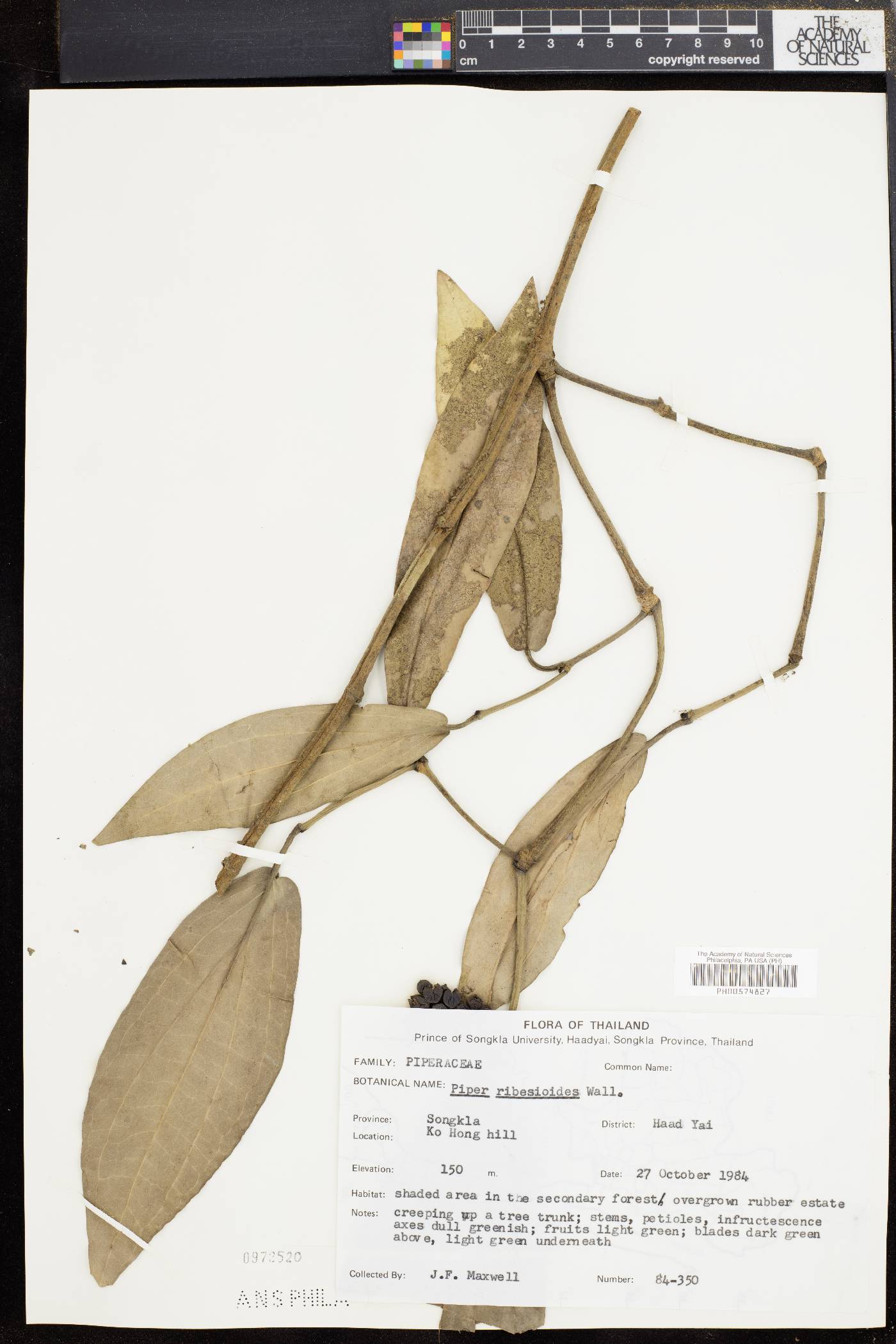 Piper ribesioides image