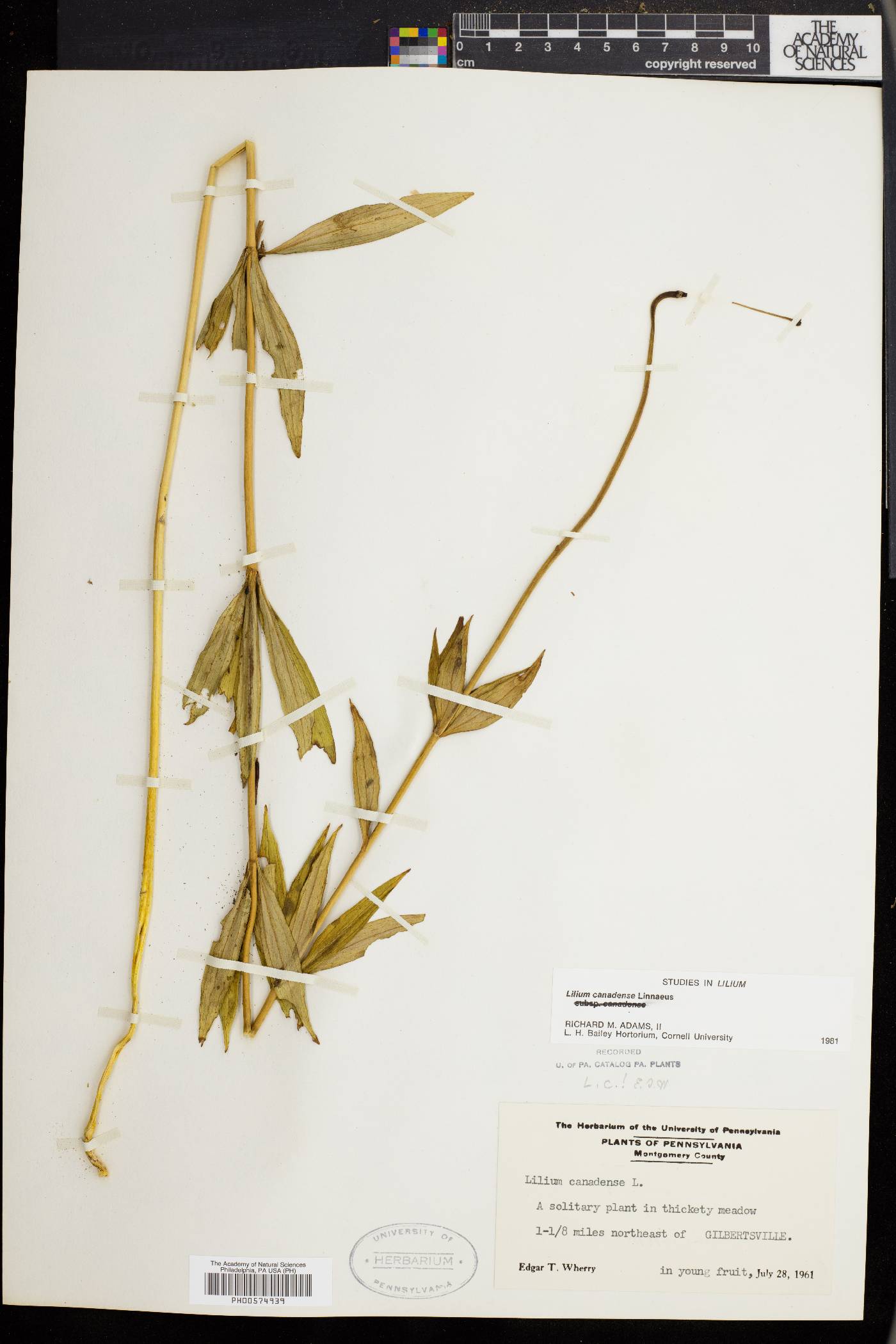 Lilium canadense image