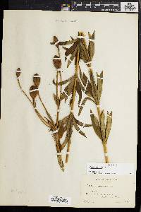 Lilium canadense image