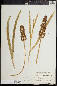 Amianthium muscitoxicum image