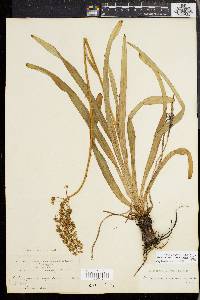 Amianthium muscitoxicum image