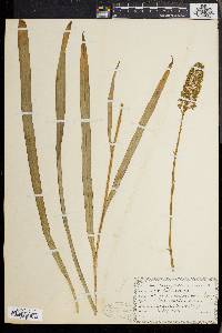 Amianthium muscitoxicum image