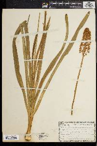 Amianthium muscitoxicum image