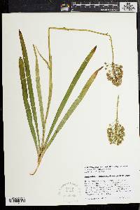 Amianthium muscitoxicum image