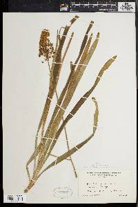 Amianthium muscitoxicum image