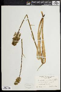 Amianthium muscitoxicum image