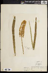 Amianthium muscitoxicum image