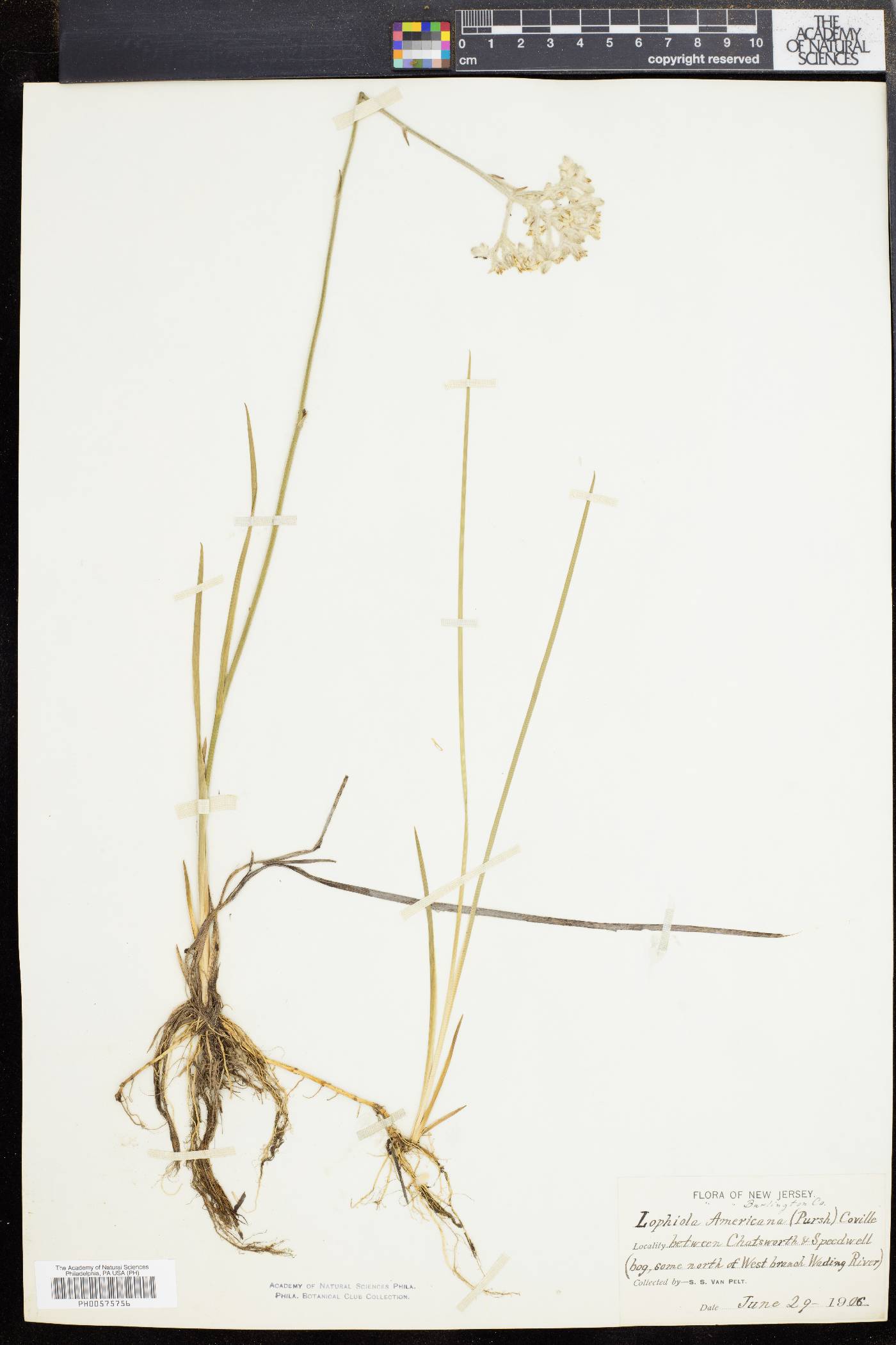 Lophiola americana image