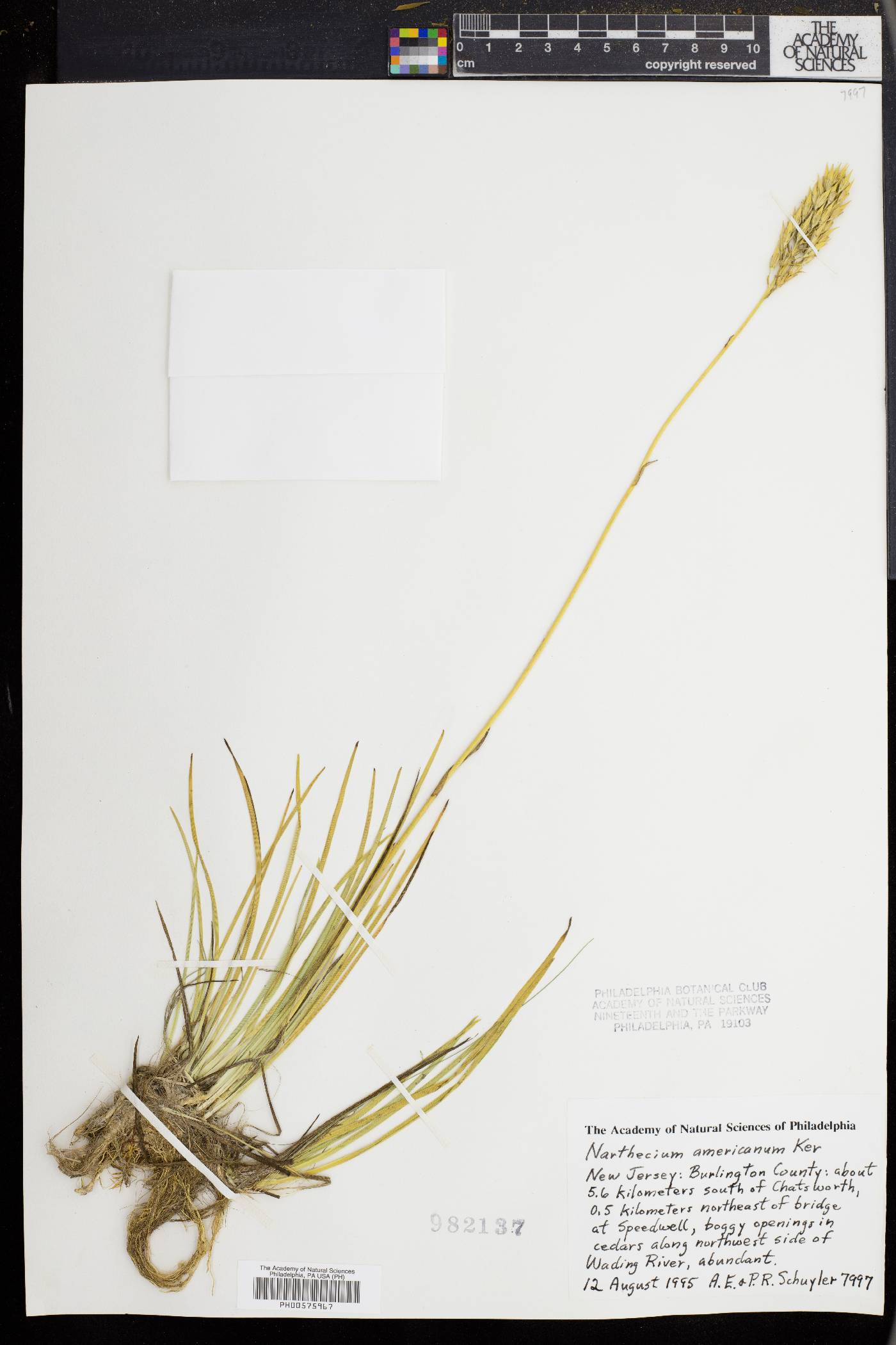 Narthecium americanum image