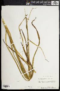 Stenanthium gramineum image