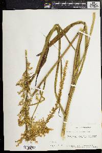 Stenanthium gramineum image