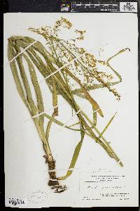 Stenanthium gramineum image