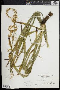 Stenanthium gramineum image