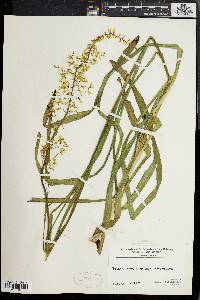 Stenanthium gramineum image