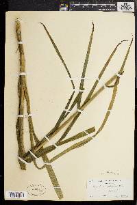 Stenanthium gramineum image