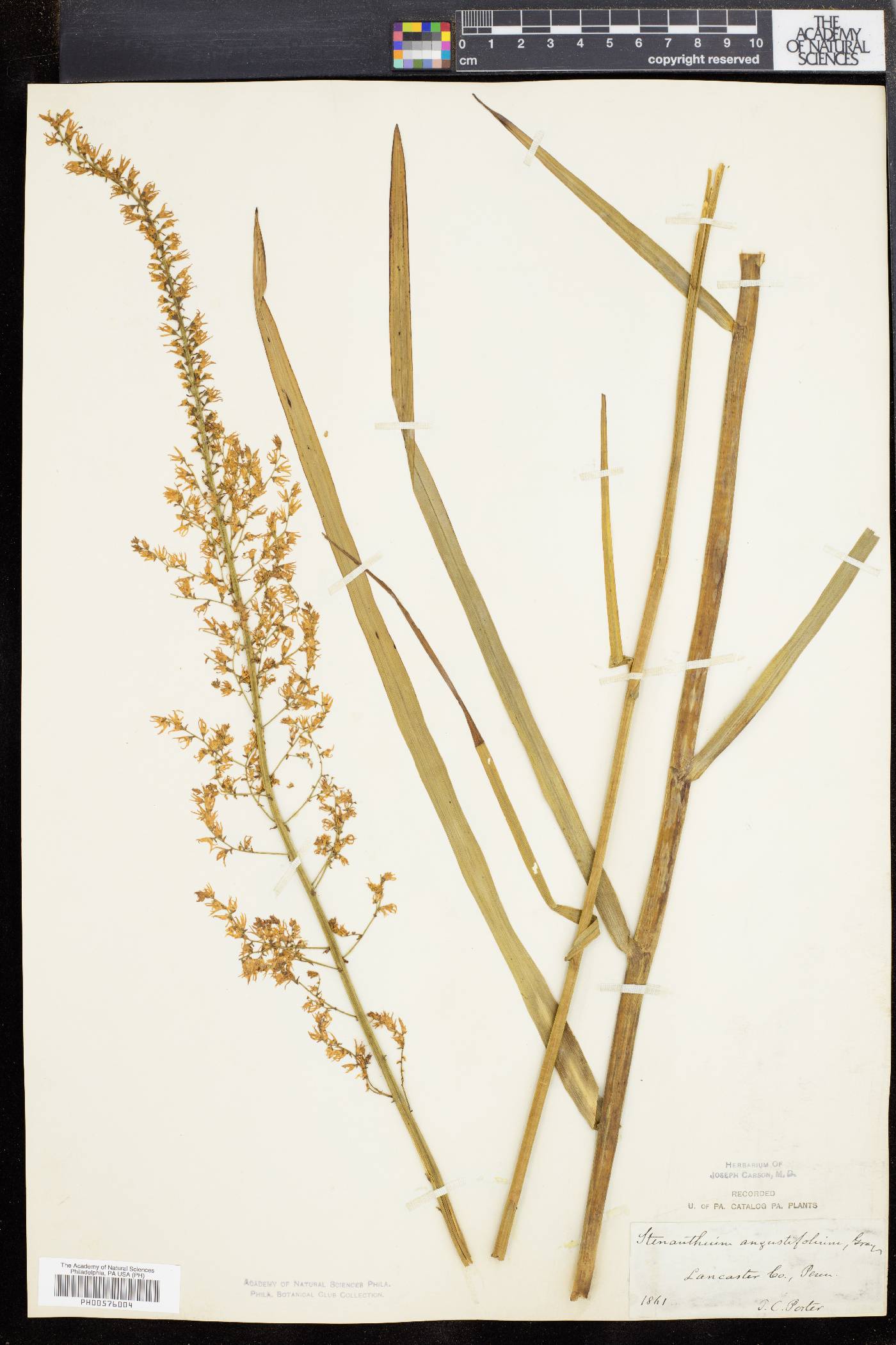 Stenanthium robustum image