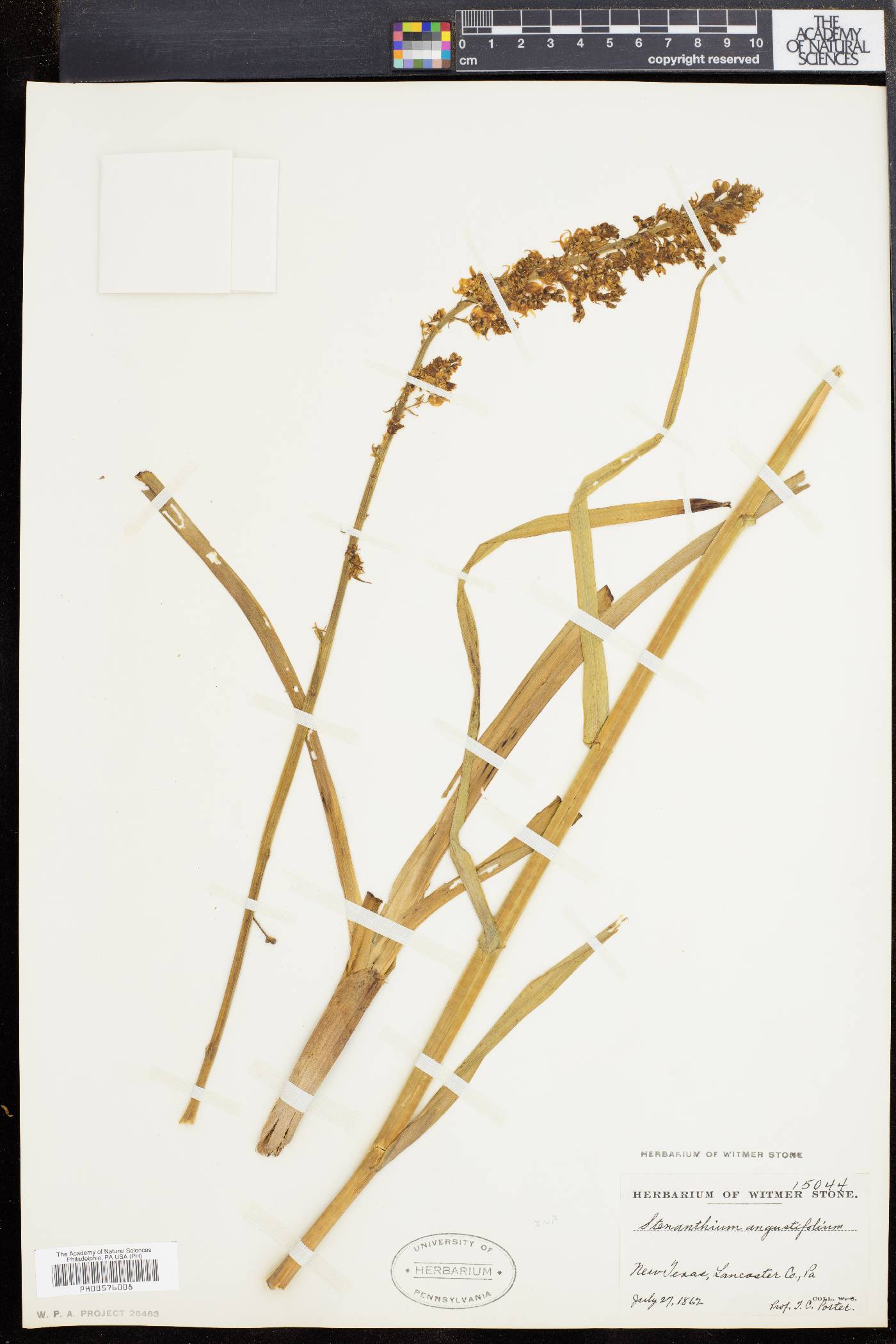 Stenanthium robustum image