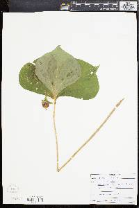 Trillium cernuum image