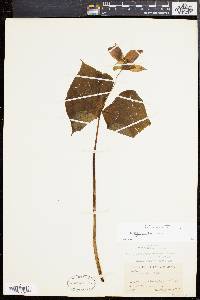 Trillium erectum image