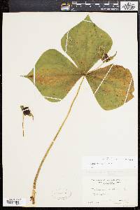Trillium erectum image