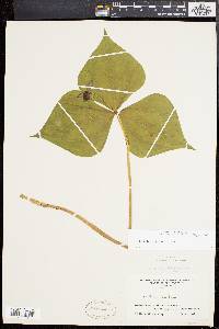 Trillium erectum image