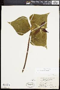 Trillium erectum image