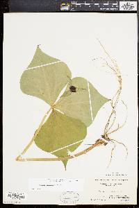 Trillium erectum image